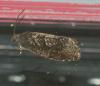 Grapholita molesta